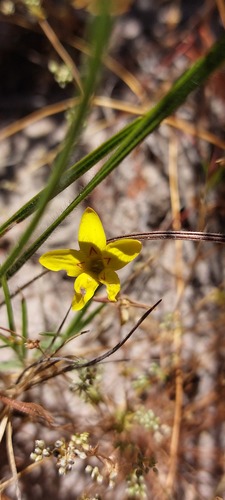 Crassula dichotoma (Crassula dichotoma)