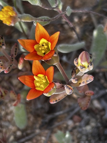 Crassula dichotoma (Crassula dichotoma)