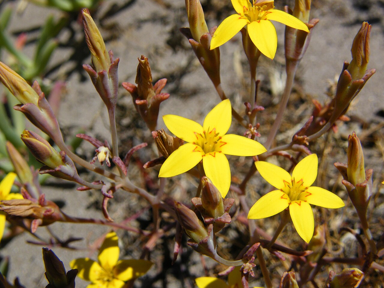 Crassula dichotoma: yellow crassula