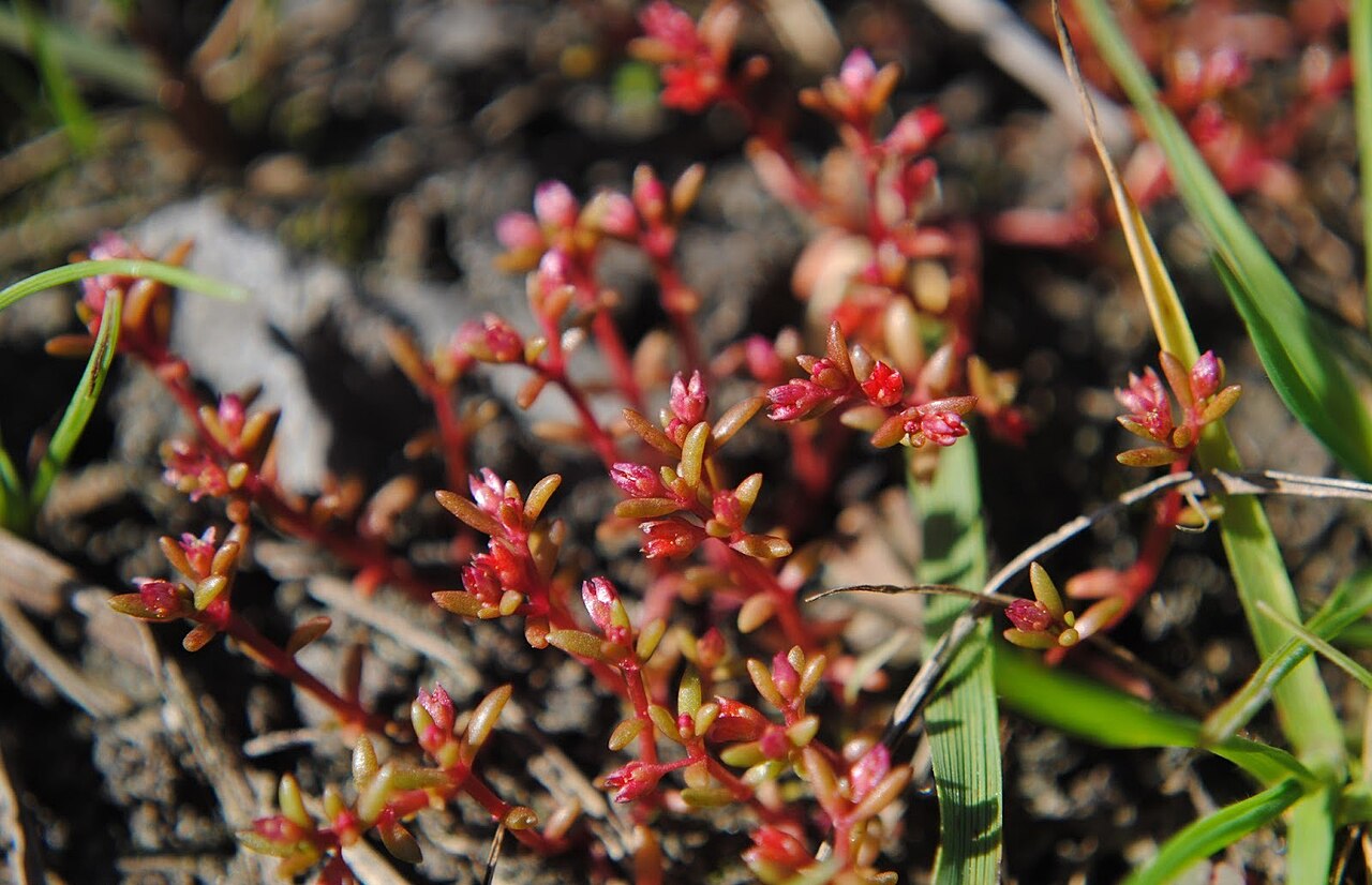 Small-leaf pygmyweed: Fotos tomadas sobre pradera húmeda al margen del Río Negro, cerca del dique de la Represa Constitución en Palmar, departamento de Río Negro