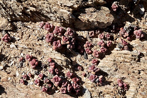 Crassula elegans: ǀAi-ǀAis/Richtersveld Transfrontier Park, IVO Helskloof, Northern Cape, South Africa.