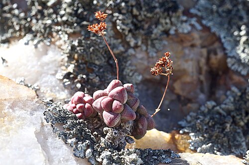 Crassula elegans: Riethuis-Wallekraal quartz fields in Namaqua National Park, Northern Cape, South Africa
