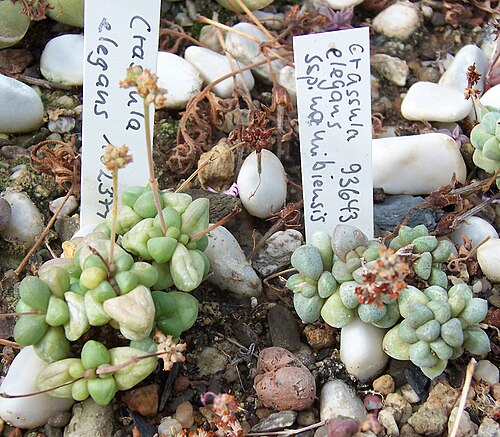 Crassula elegans: Crassula elegans , habitus. Left: subspecies elegans . Right: subspecies namibiensis