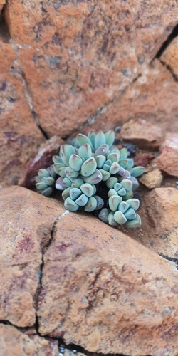 Crassula elegans (Crassula elegans)
