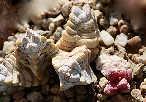Crassula elegans: ǀAi-ǀAis/Richtersveld Transfrontier Park, IVO Helskloof, Northern Cape, South Africa.