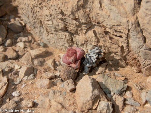 Crassula elegans (Crassula elegans)
