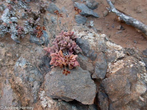 Crassula elegans (Crassula elegans)