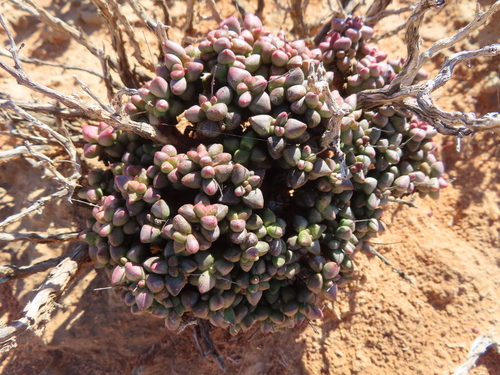 Crassula elegans (Crassula elegans)