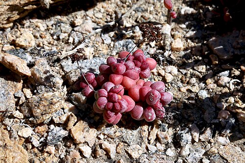 Crassula elegans: Coastline of Namaqua National Park, Northern Cape, South Africa.