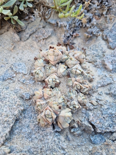 Crassula elegans (Crassula elegans)