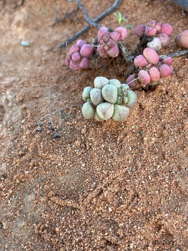 Crassula elegans (Crassula elegans)