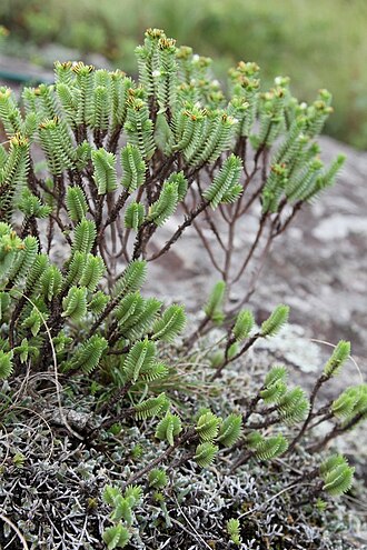 Crassula ericoides: South Africa. Vernon Crookes Nature Reserve.