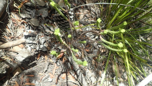 Crassula ericoides (Crassula ericoides)