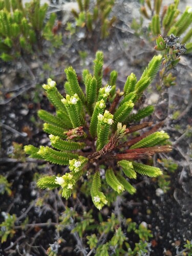 Crassula ericoides (Crassula ericoides)