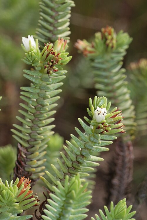 Crassula ericoides: South Africa. Vernon Crookes Nature Reserve.