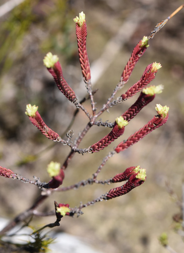 Crassula ericoides (Crassula ericoides)