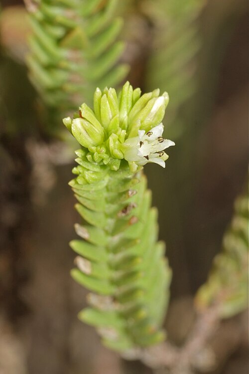 Crassula ericoides: South Africa. Bontebok National Park.