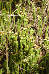 Crassula ericoides (Crassula ericoides)