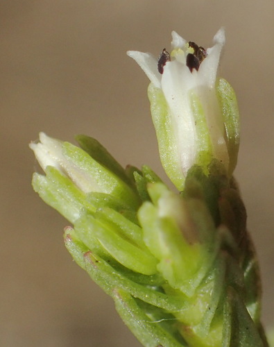 Crassula ericoides (Crassula ericoides)