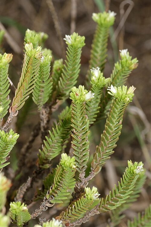 Crassula ericoides: South Africa. Bontebok National Park.