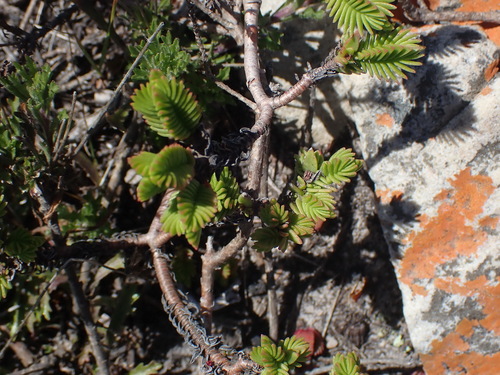 Crassula ericoides (Crassula ericoides)