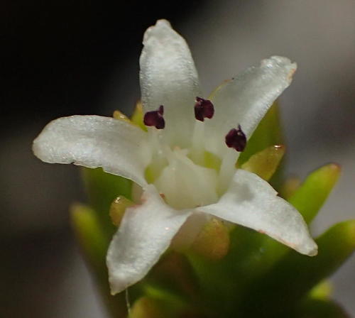 Crassula ericoides (Crassula ericoides)
