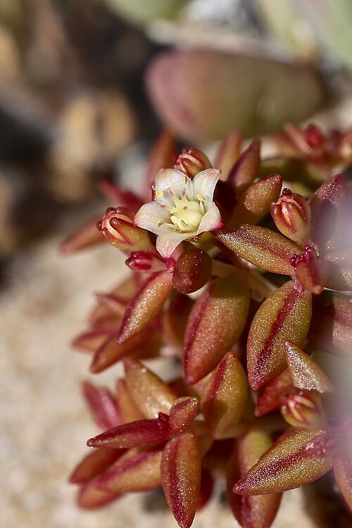 Crassula expansa: Сoastline of Namaqua National Park, Namaqualand Coastal Duneveld, Northern Cape, South Africa