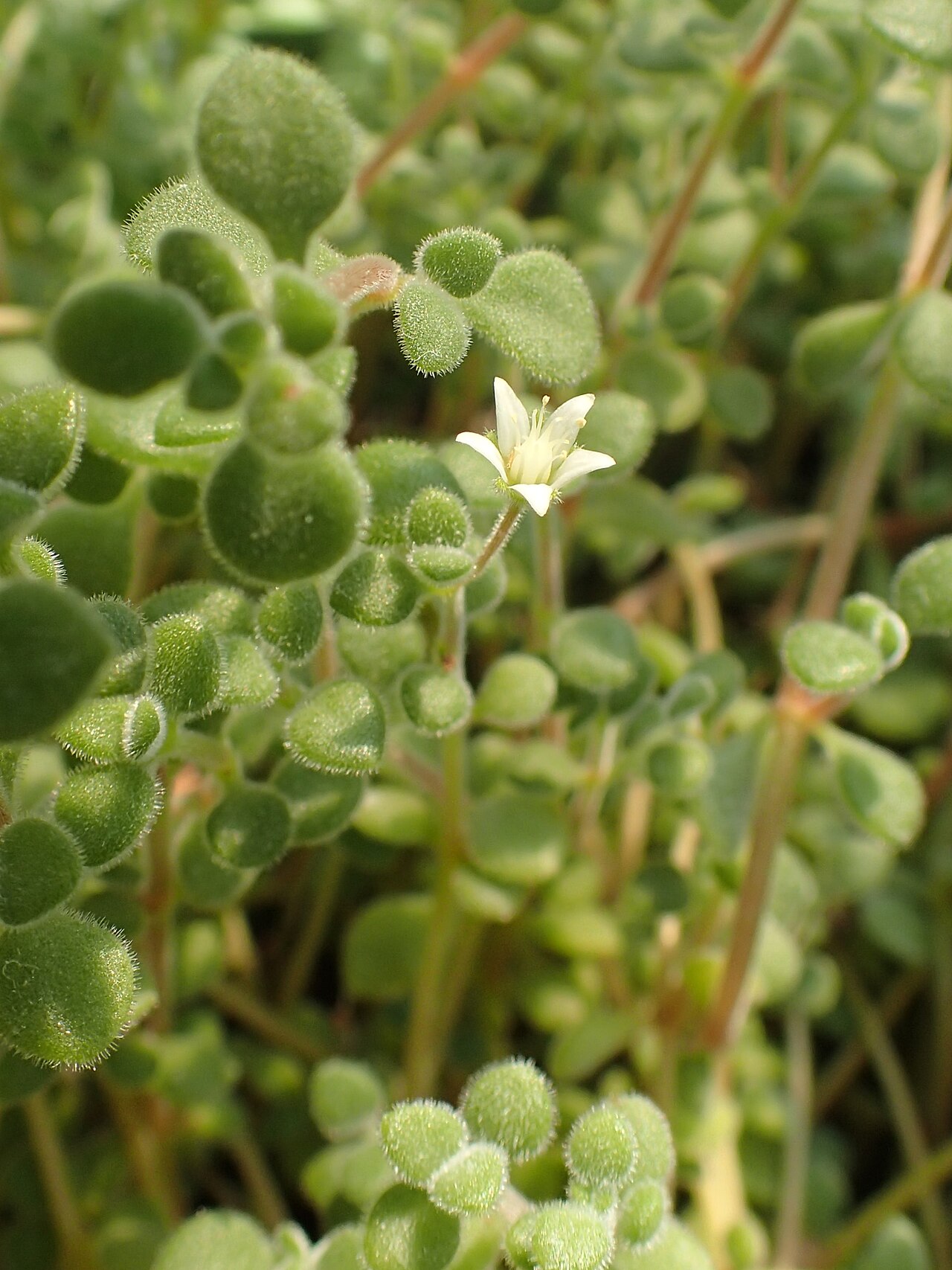 Crassula expansa: Crassula expansa in Wrocław University Botanical Garden, Poland