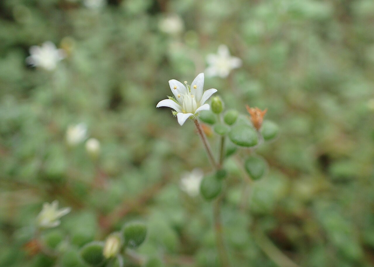 Crassula expansa: Crassula expansa in Wrocław University Botanical Garden