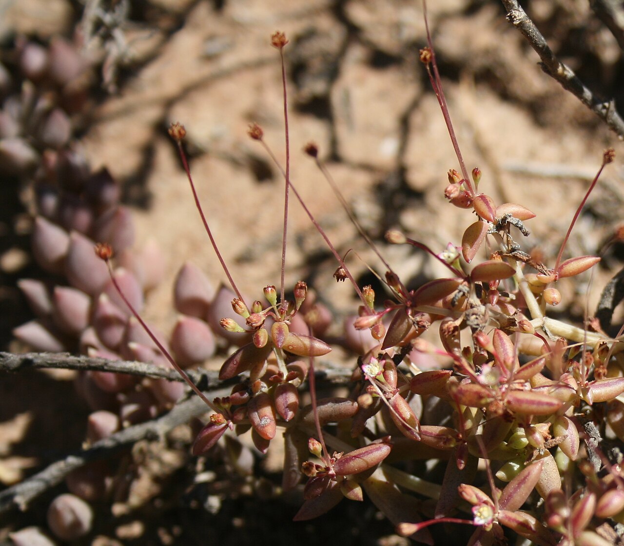 Crassula expansa: Crassula expansa subsp expansa - Vanwyksdorp