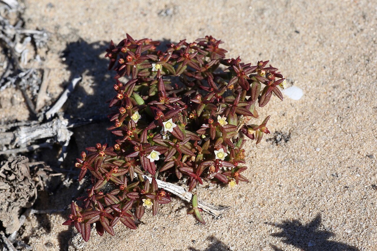 Crassula expansa: Сoastline of Namaqua National Park, Namaqualand Coastal Duneveld, Northern Cape, South Africa