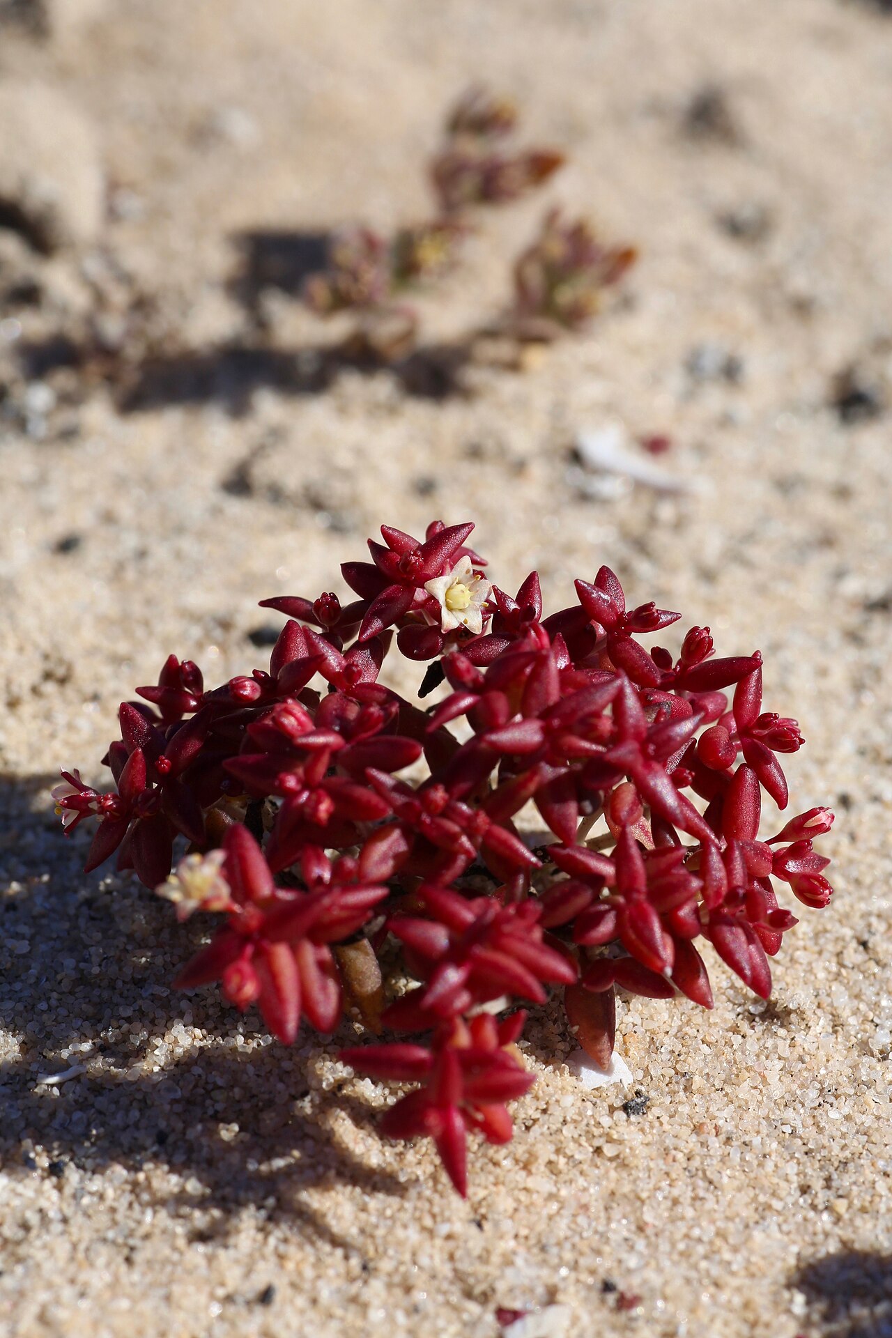 Crassula expansa: Сoastline of Namaqua National Park, Namaqualand Coastal Duneveld, Northern Cape, South Africa