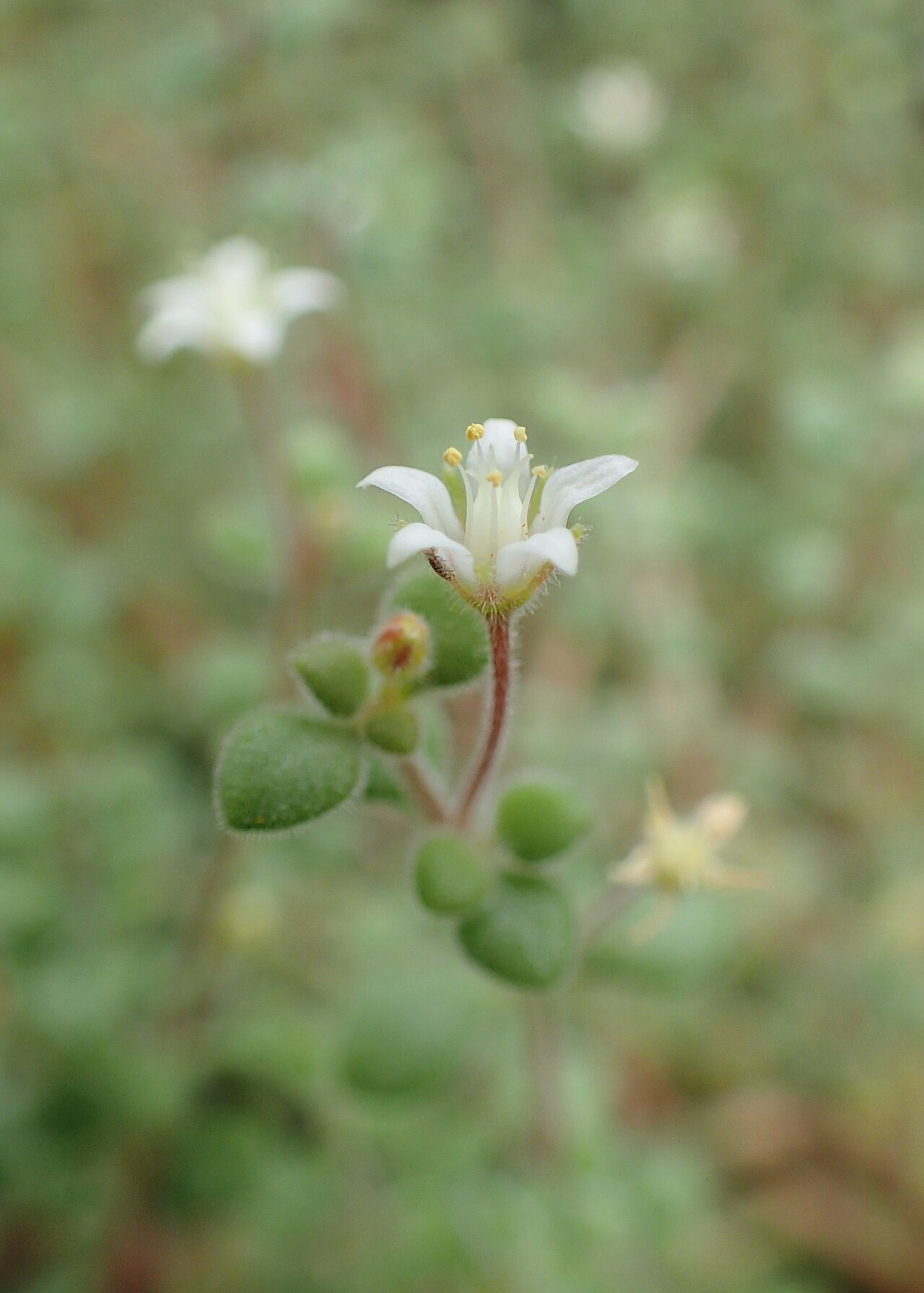 Crassula expansa: Crassula expansa in Wrocław University Botanical Garden