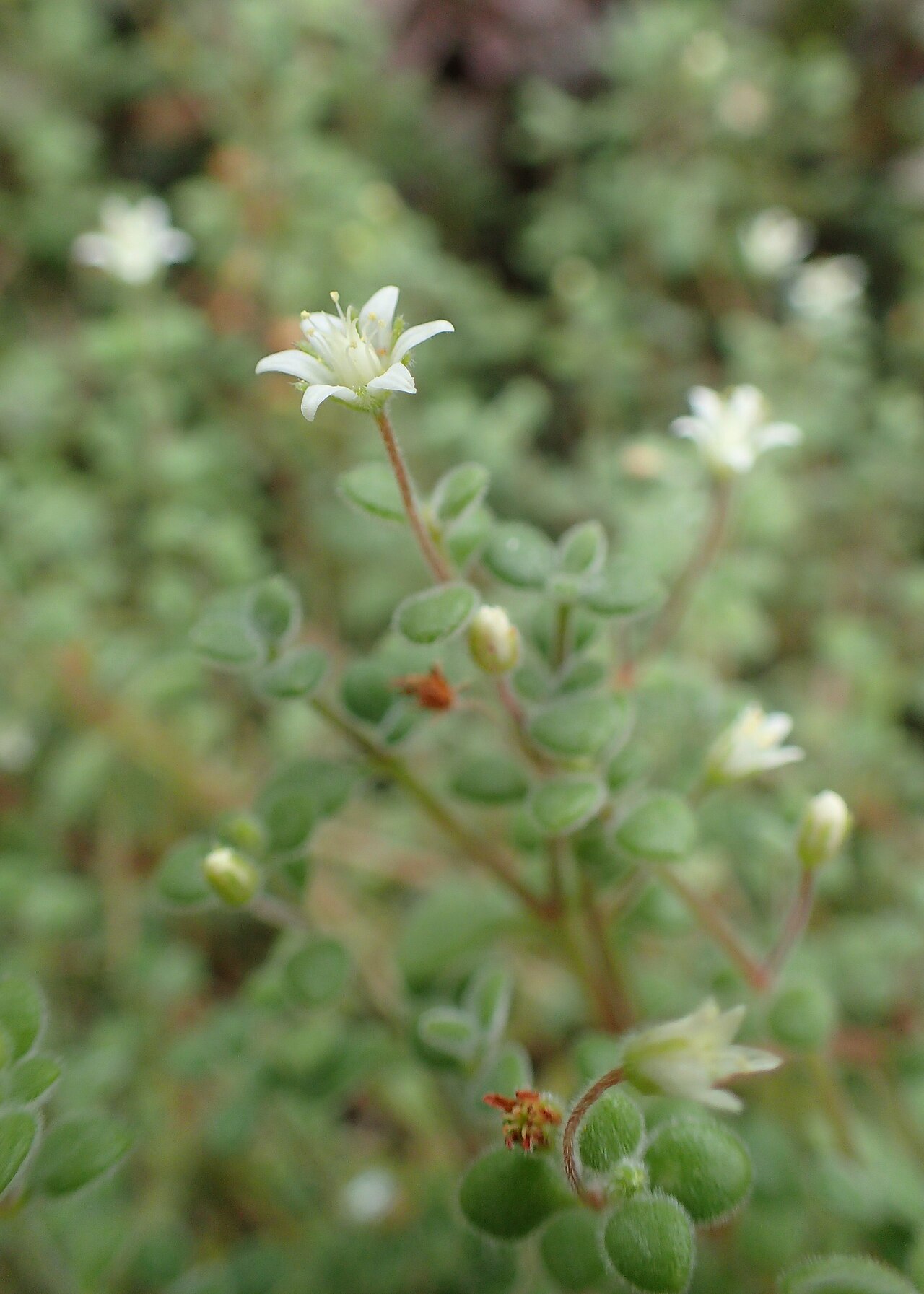 Crassula expansa: Crassula expansa in Wrocław University Botanical Garden