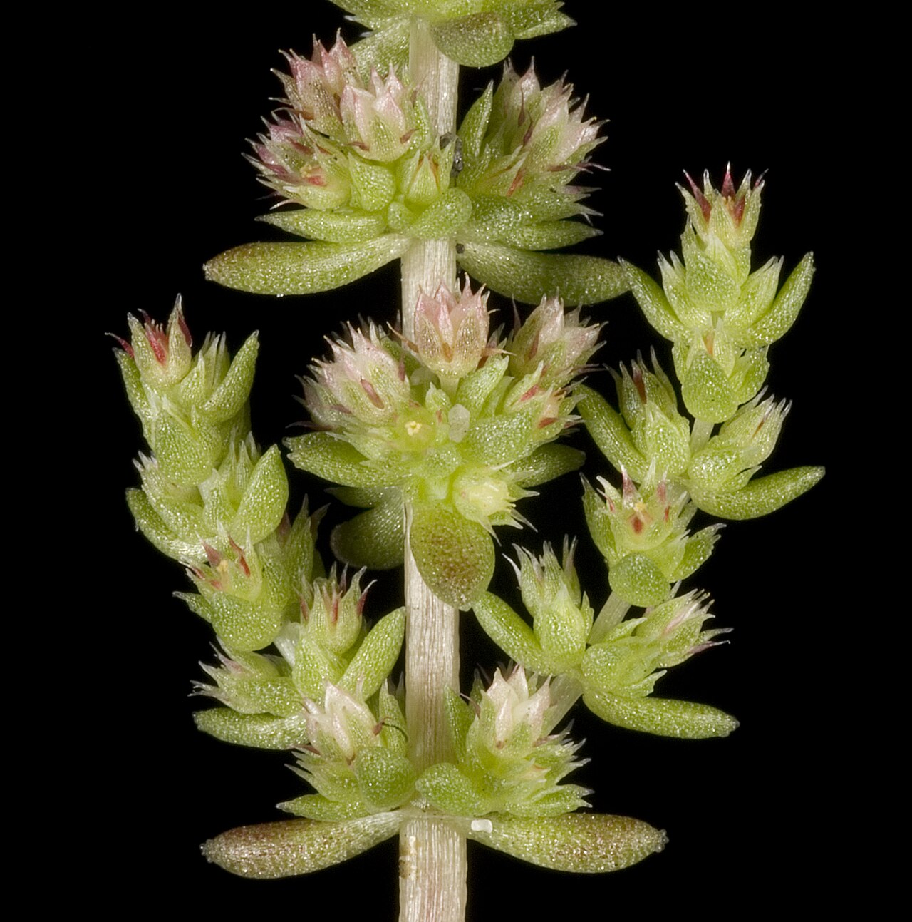 Crassula exserta: KRT3332
