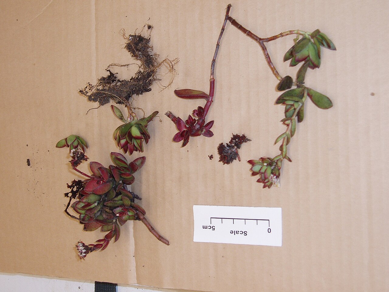 Crassula fallax (Crassula fallax)