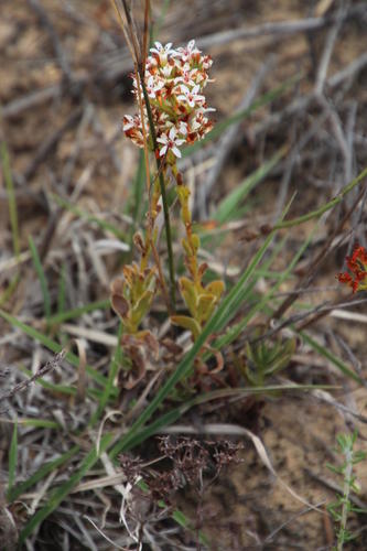 Crassula fallax (Crassula fallax)