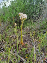 Crassula fallax (Crassula fallax)