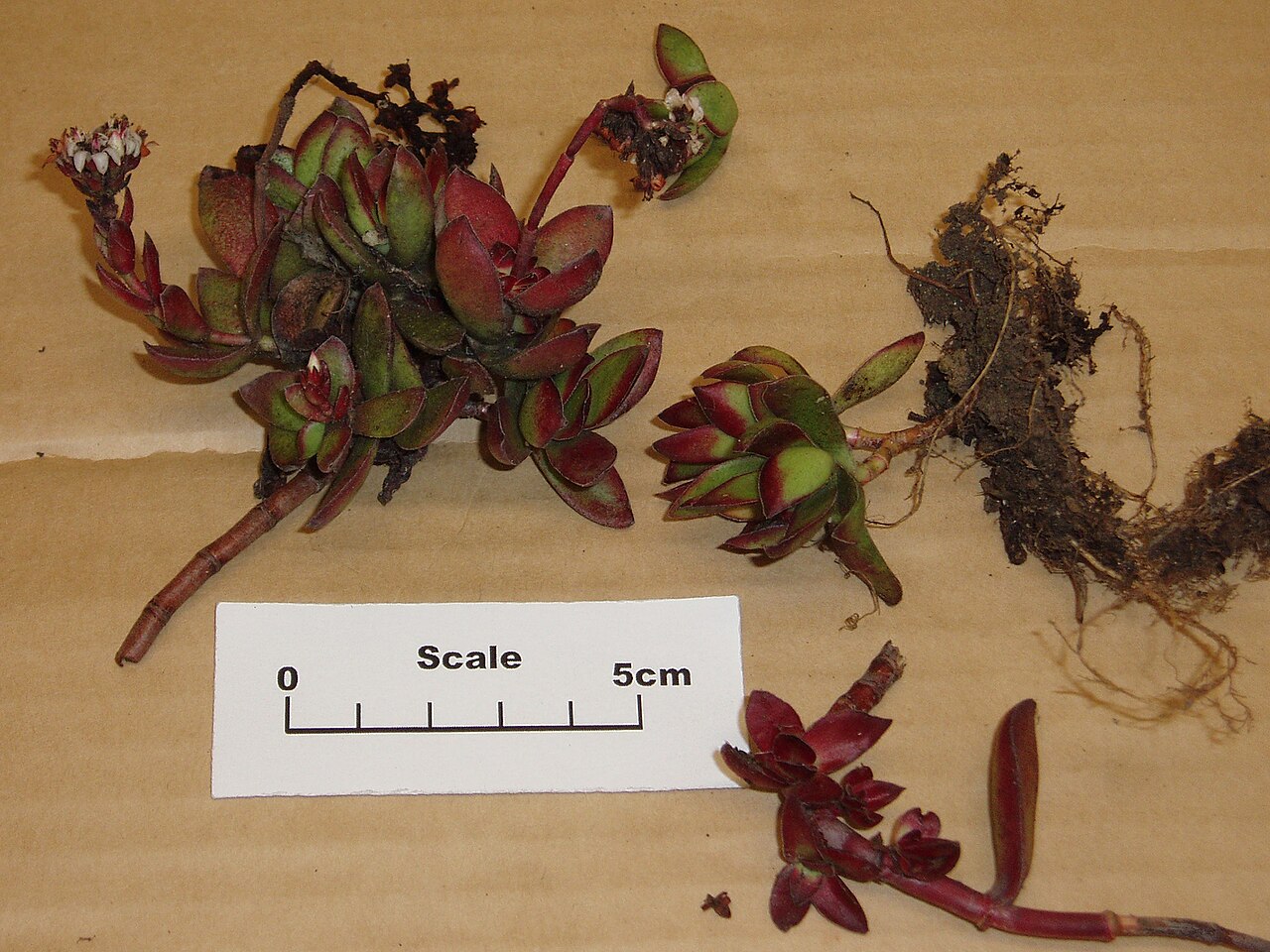 Crassula fallax (Crassula fallax)