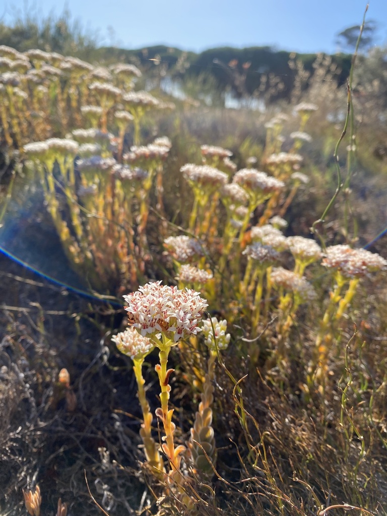 Crassula fallax (Crassula fallax)