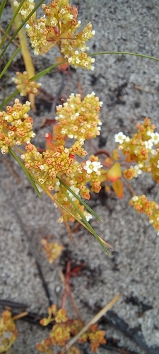 Crassula filiformis (Crassula filiformis)