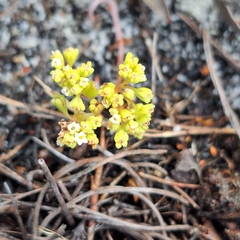 Crassula filiformis (Crassula filiformis)