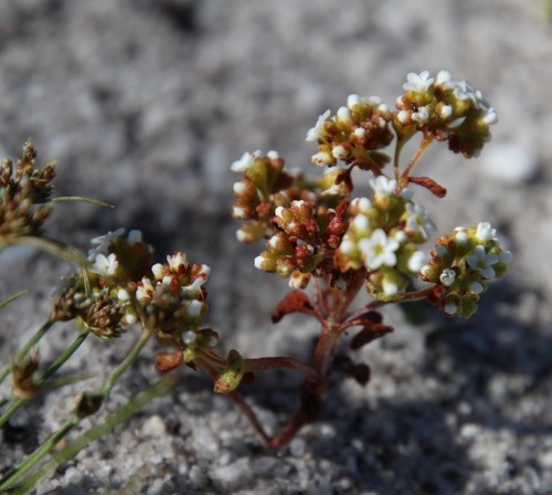 Crassula filiformis (Crassula filiformis)