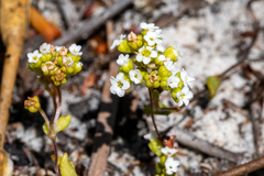 Crassula filiformis (Crassula filiformis)