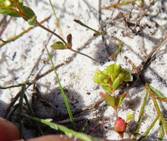 Crassula filiformis (Crassula filiformis)