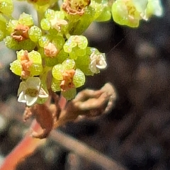 Crassula filiformis (Crassula filiformis)