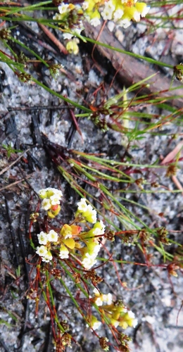 Crassula filiformis (Crassula filiformis)