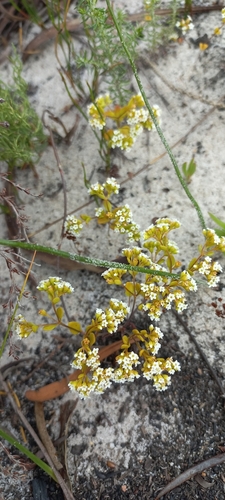 Crassula filiformis (Crassula filiformis)