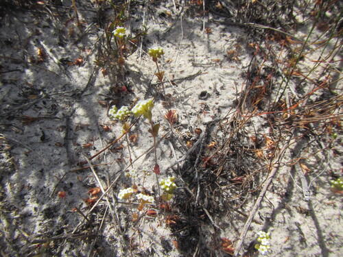 Crassula filiformis (Crassula filiformis)