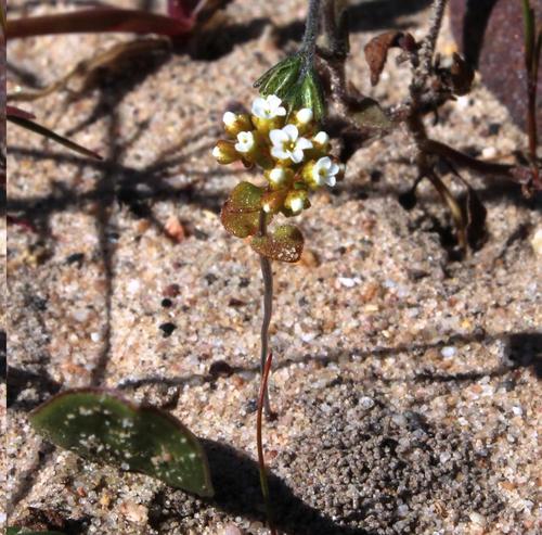 Crassula filiformis (Crassula filiformis)